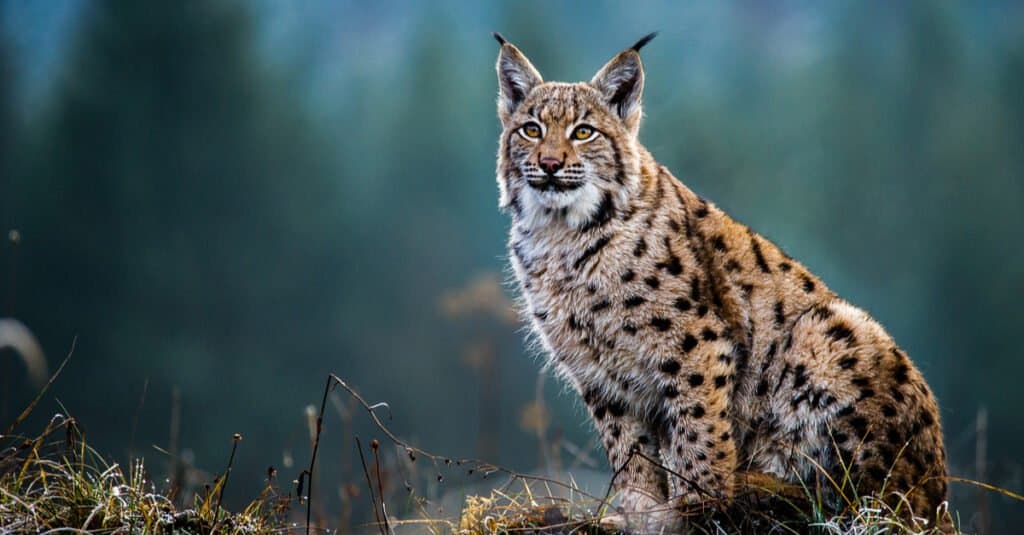 Eurasian lynx sitting in woods