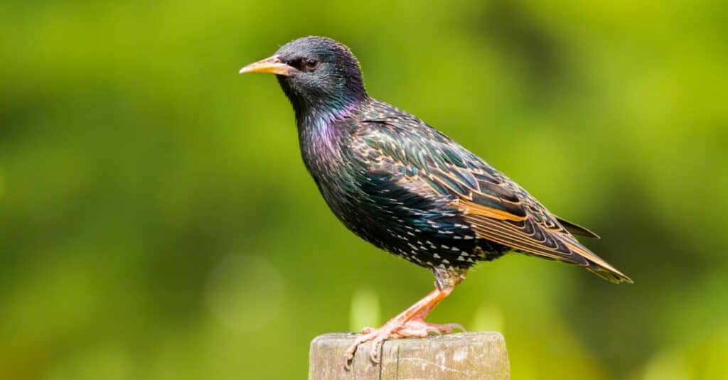 European Starling perched on a cylindrical post. The bird is center frame facing left. It has a yellow beak and legs / feet. The bird itself has a speckled appearance.with some iridescence around its throat.  Out-of-focus green background.