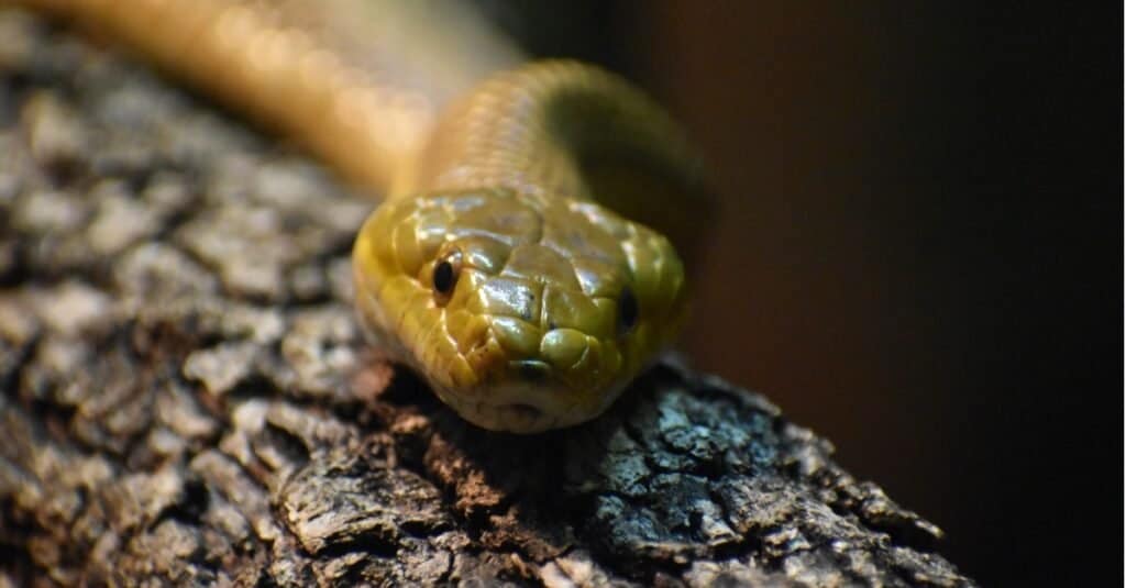 close up of an Everglades rat snake