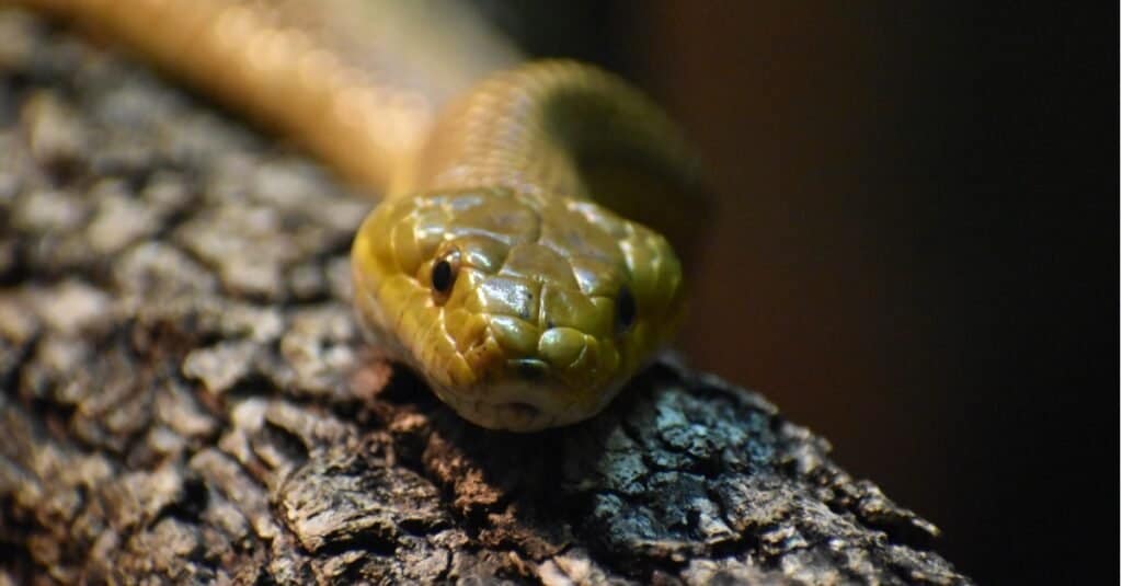 What do Rat Snakes Eat?