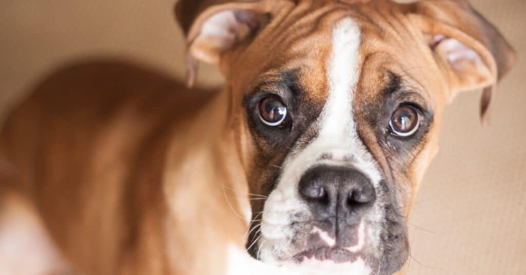 close up of fawn boxer puppy