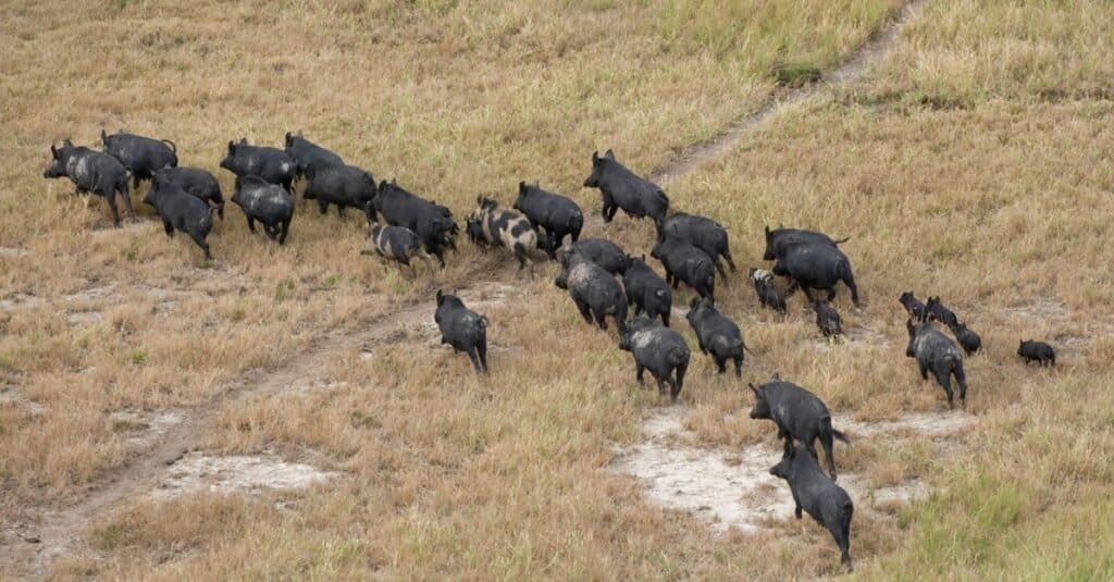 Feral pigs