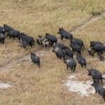 Feral pigs cause a lot of damage to crops and the landscape due to rooting. 