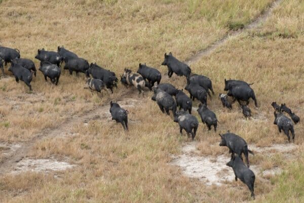 Feral pigs cause a lot of damage to crops and the landscape due to rooting. 