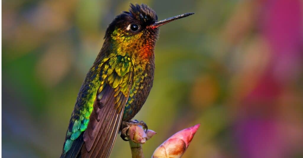 Birds with the coolest names: Fiery-Throated Metaltail