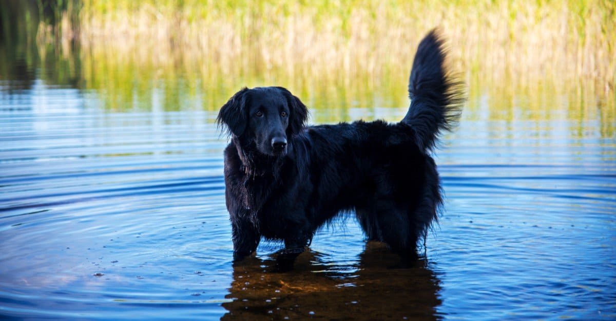 dogs like golden retrievers - flat-coated retriever