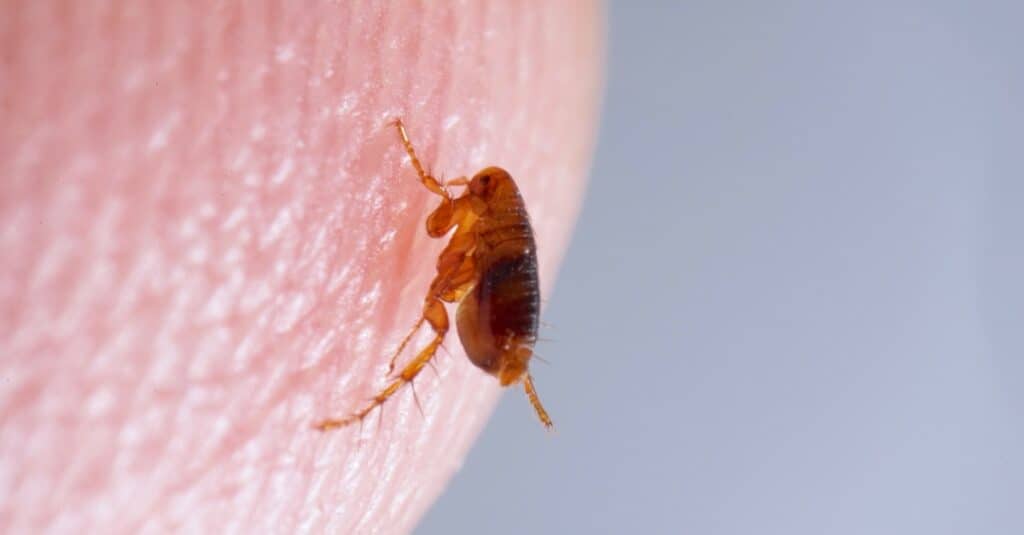 How long do fleas live?
