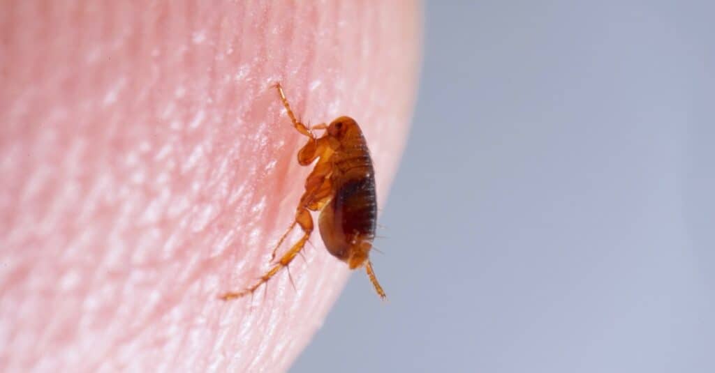 Closeup of a flea on a human finger.