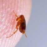 Causing intense itching, fleas are a nuisance to humans and pets alike.
