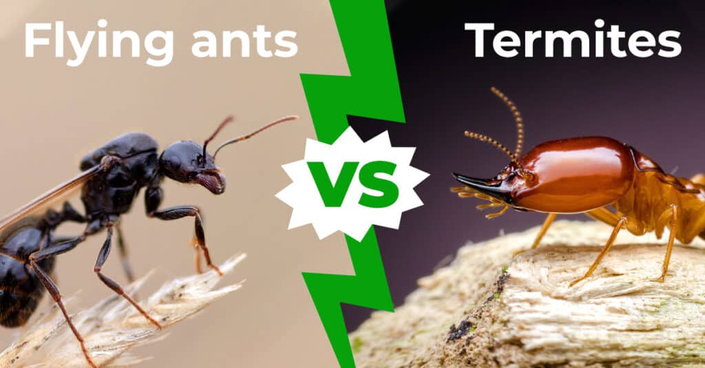 Flying Ants vs. Termites