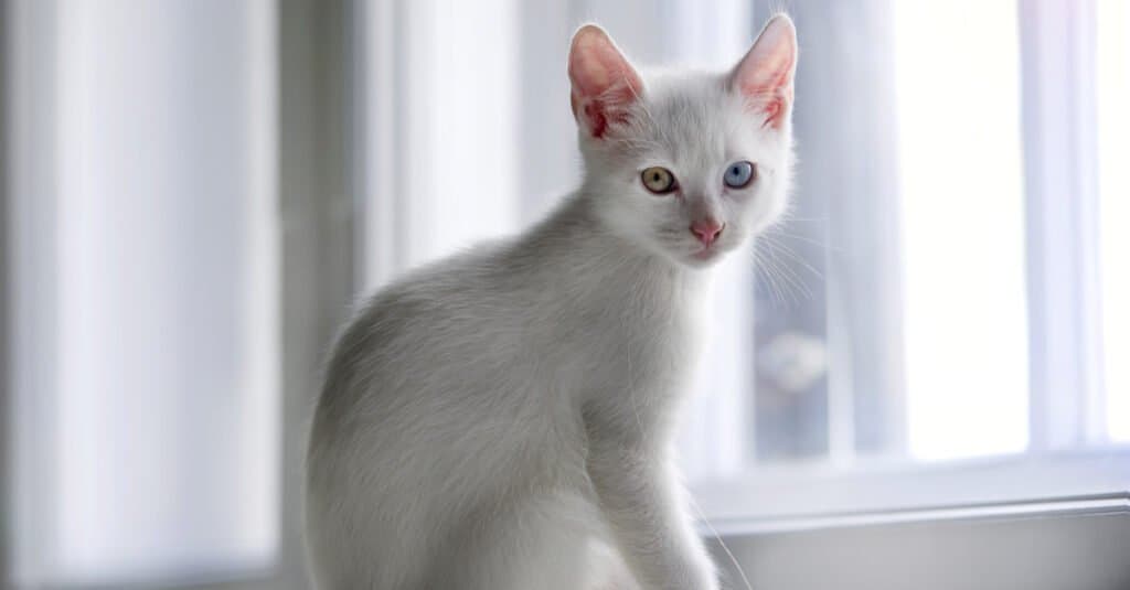 Foreign White sitting in window seal