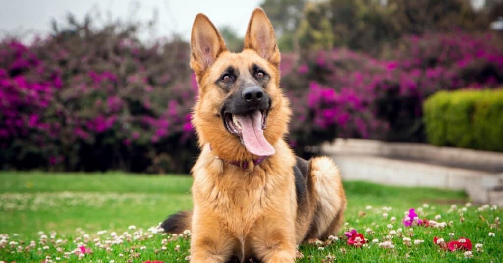 German Shepherd laying in grass with tongue out