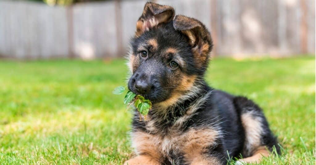 German Shepherd puppy laying in grass with leaves in mouth