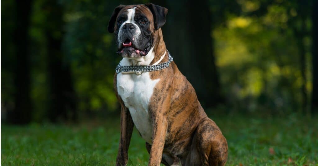 German boxer sitting in grass