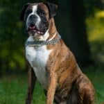 The German boxer was originally bred as a guard dog. 