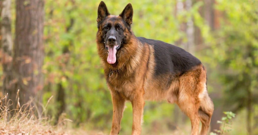 German Shepherd with tongue hanging out