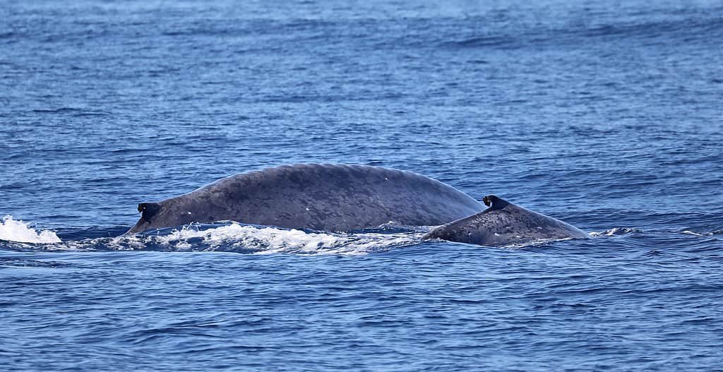 A blue whale calf with its mother near the coast of island Pico (Azores)