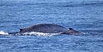 Blue whale
