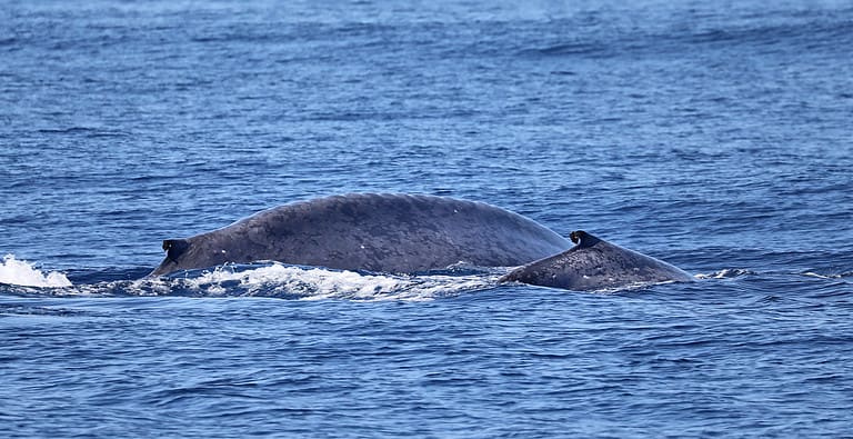 Blue Whale