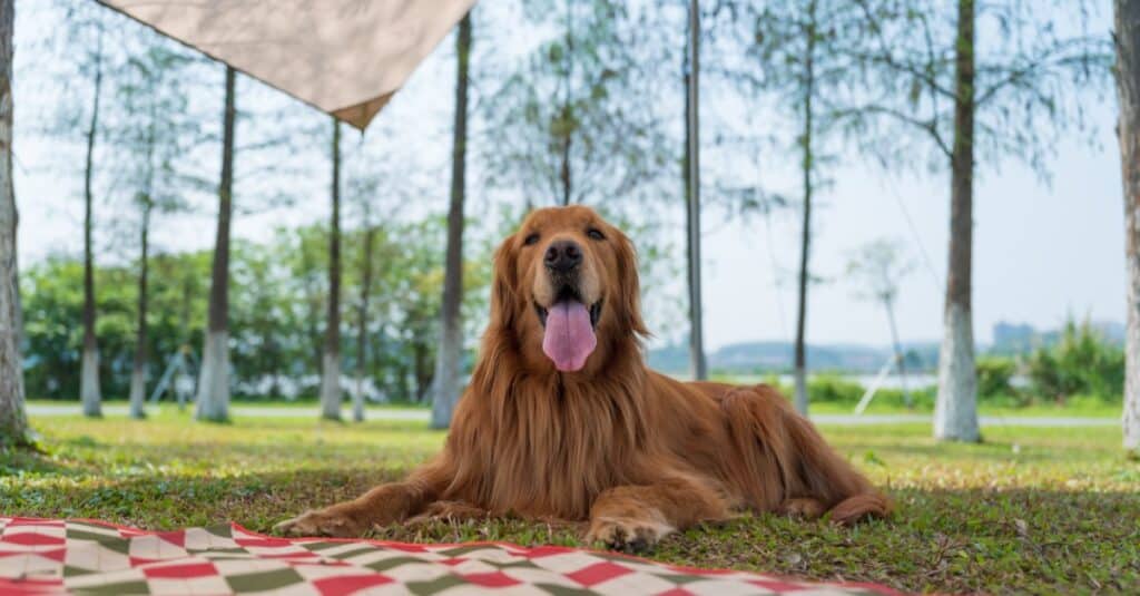 Golden Retriever having fun at the campsite