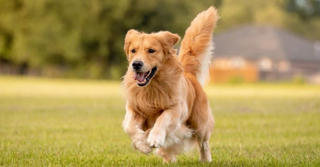 Irish Setter vs Golden Retriever