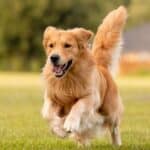Golden Retrievers consistently rank among the top 3 most popular dogs in the U.S.
