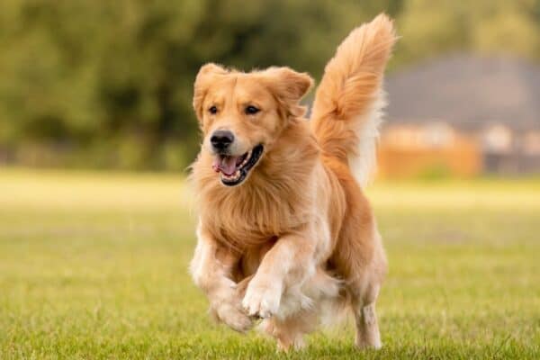 Golden Retrievers consistently rank among the top 3 most popular dogs in the U.S.