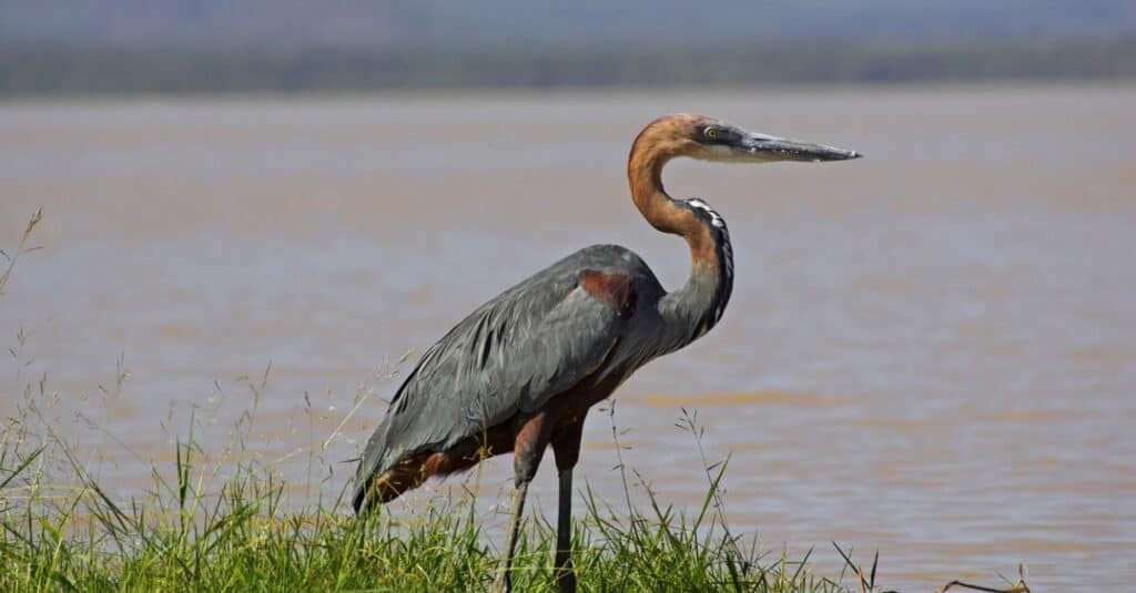 What Do Herons Eat - heron hunting near shoreline