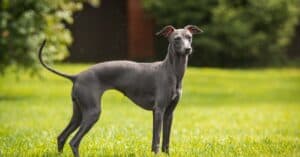 8 Gray Dog Breeds and Gray Dog Names Picture