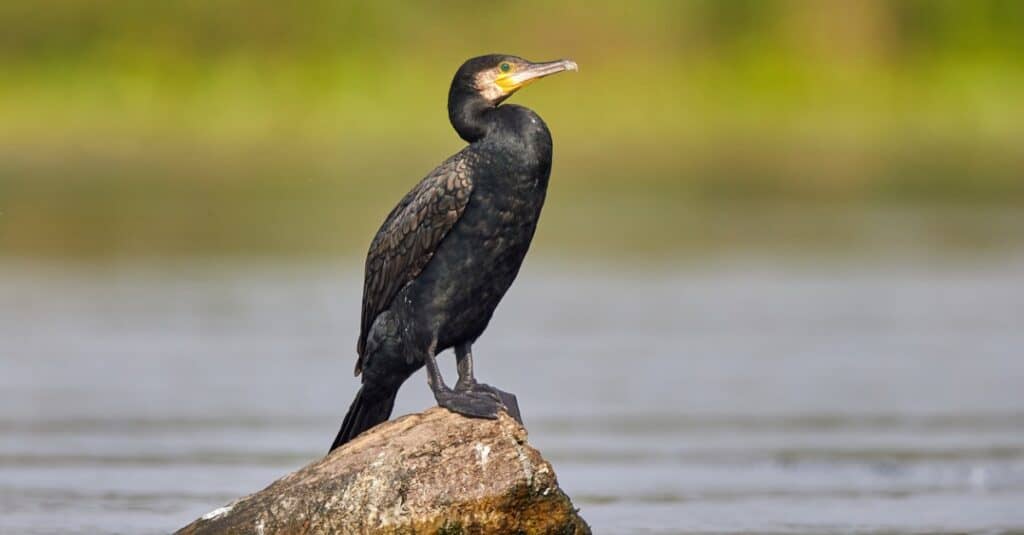 Cormorants have dark, glossy feathers that are typically black, brown, or grey