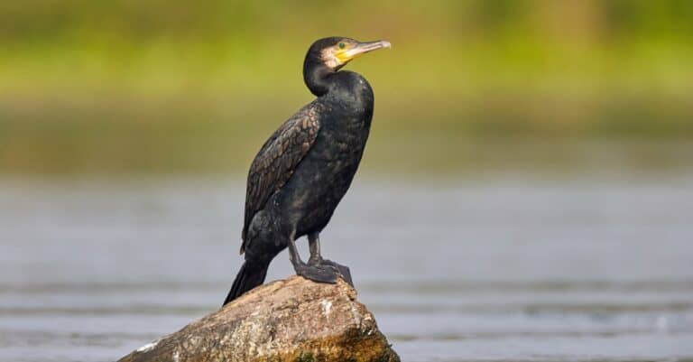 Birds that eat fish: Great Cormorant