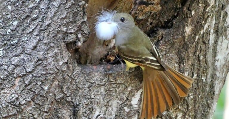 Great crested flycatcher bringing a feather to her nest.