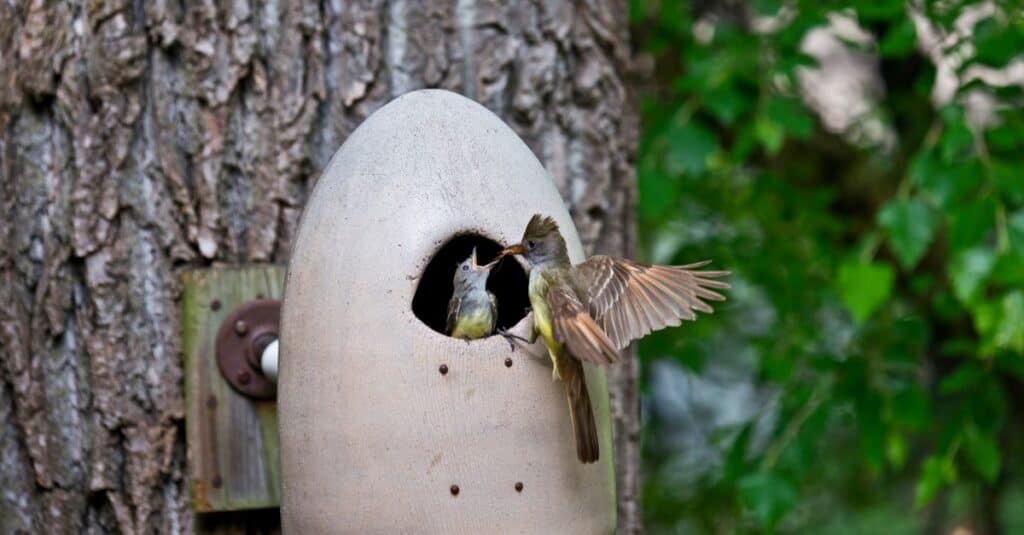 Great-crested Flycatcher Feeding chick in a nest.