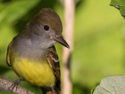 A Great Crested Flycatcher