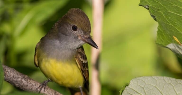 Great Crested Flycatcher (Myiarchus crinitus) sitting in a tree.