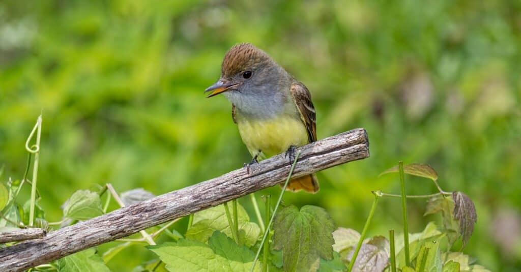 Great crested flycatcher perched on branch.