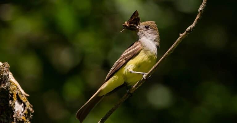 The great crested flycatcher (Myiarchus crinitus) male perched near the nest.