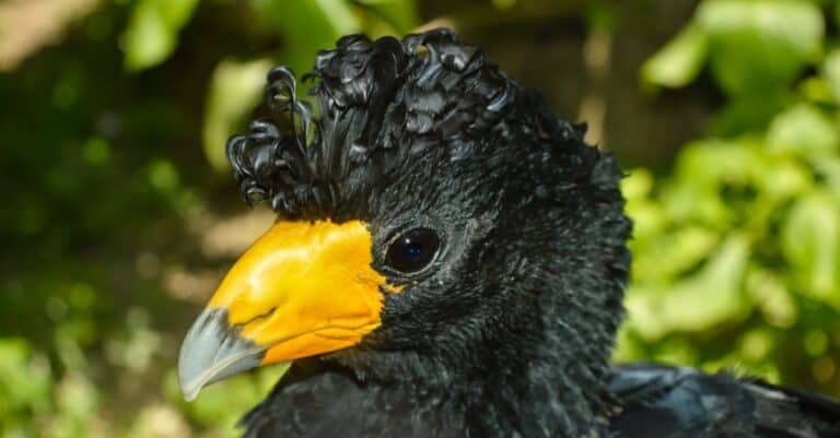 Birds with mohawks: Great Curassow
