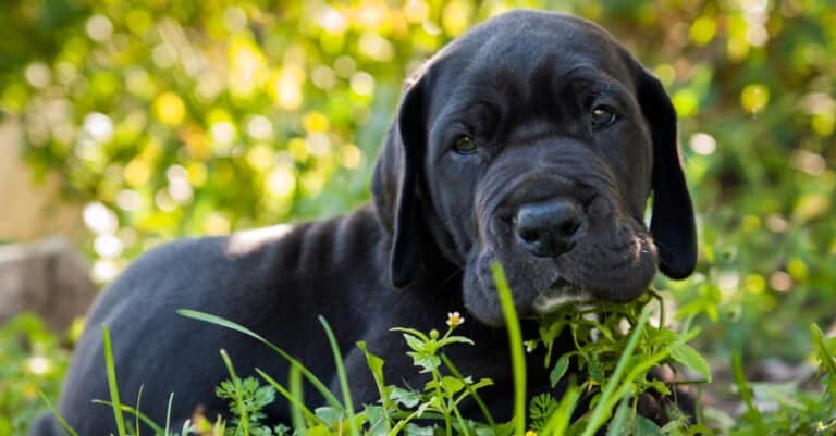 close up of Great Dane puppy in grass