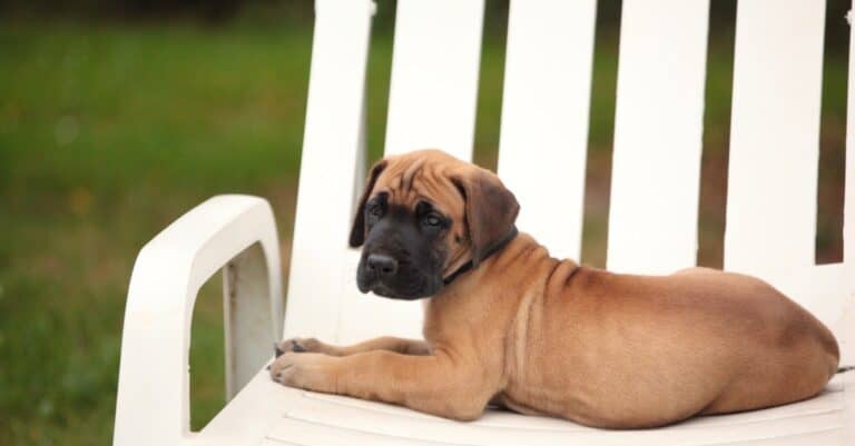 Great Dane puppy laying outside in a chair