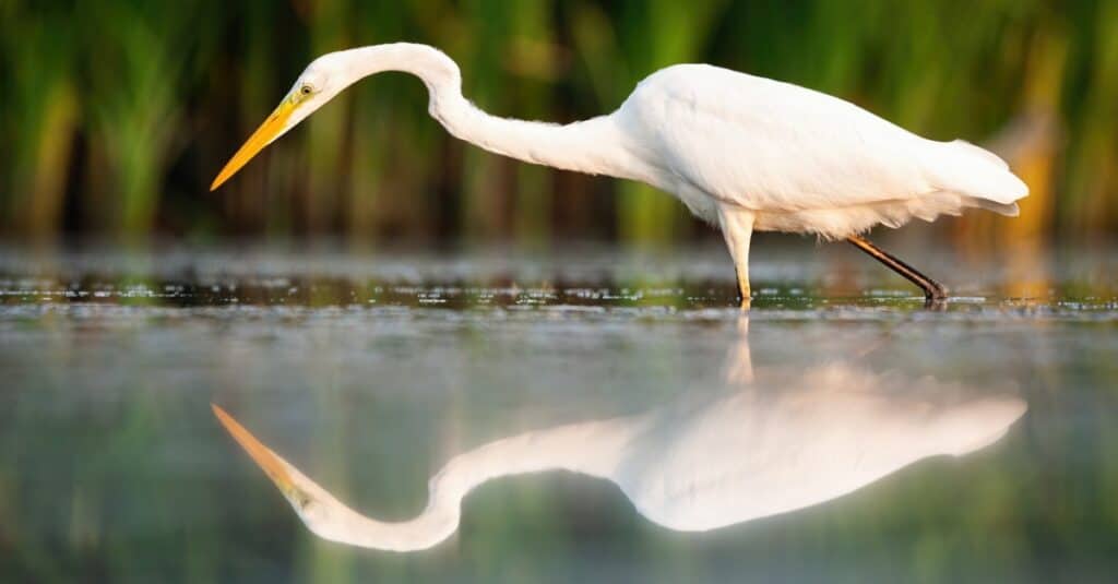 Birds with long necks: Great Egret