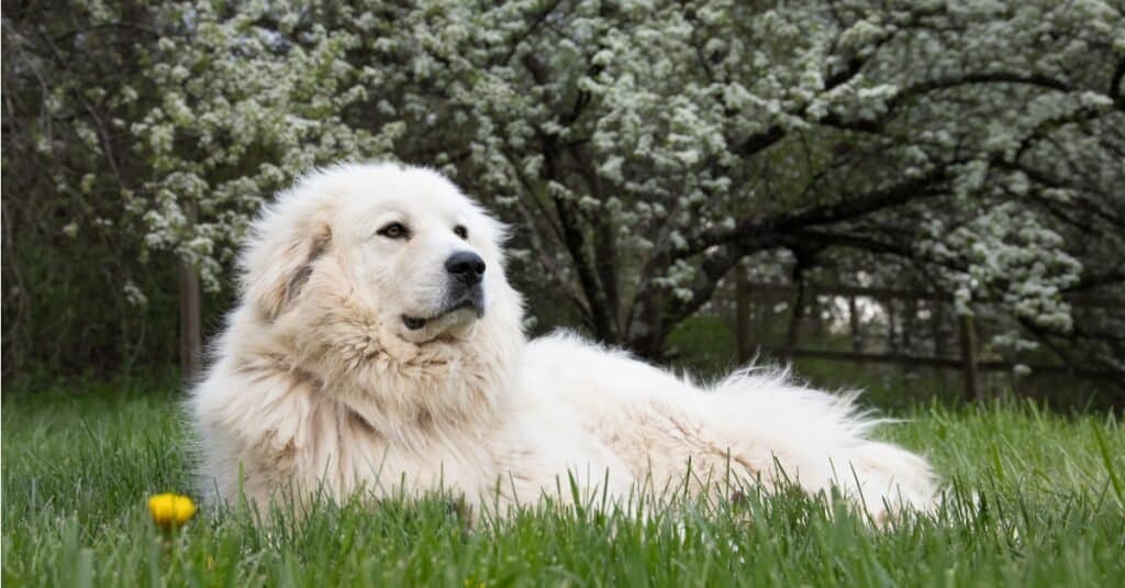 Great Pyrenees laying in front of tree with white buds
