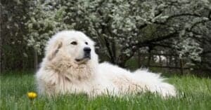 Akbash vs Great Pyrenees Picture