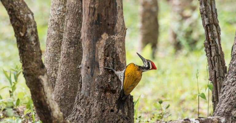 Birds with the coolest names: Greater Flameback