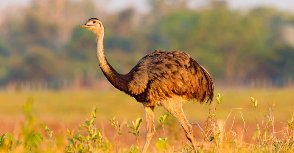 Greater Rhea walking in open field