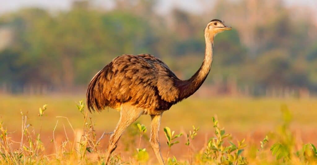 Greater Rhea walking in open field