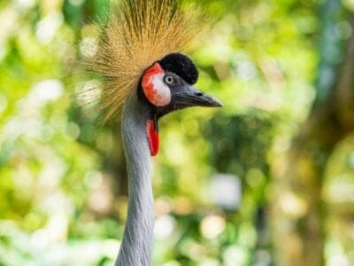 A Grey-Crowned Crane: National Bird of Uganda
