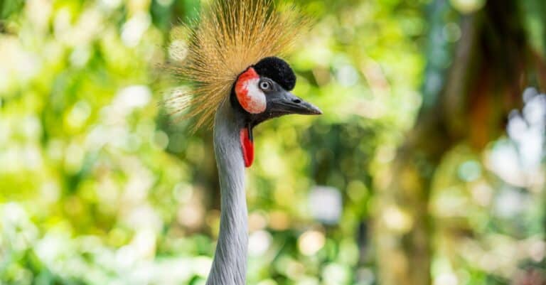 Birds with mohawks: Grey Crowned Crane