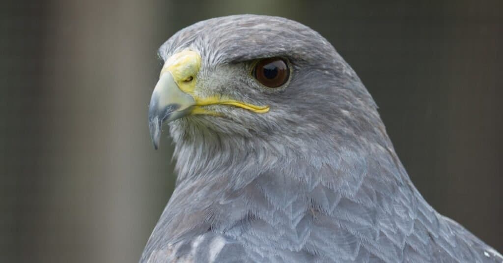 Types of Falcon Birds