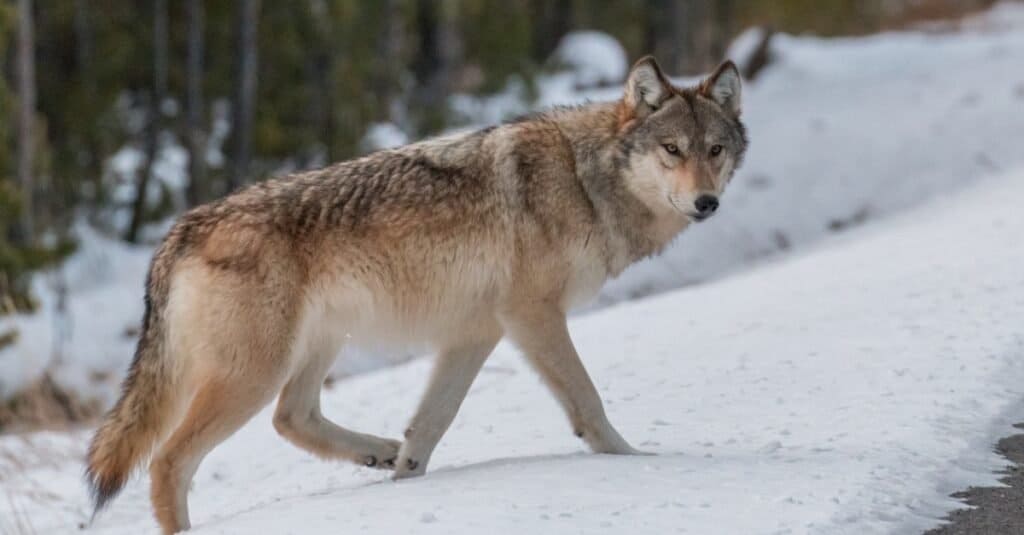 Wolf in snow